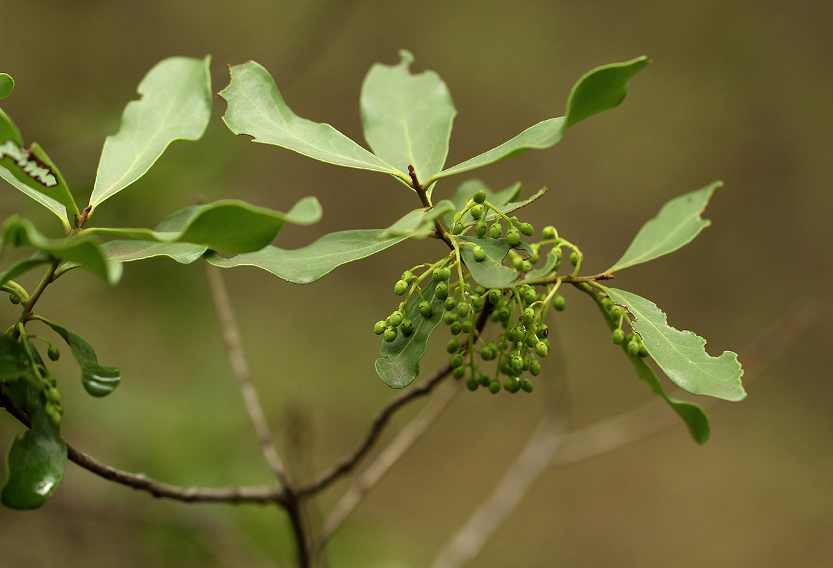 Euclea schimperi Euclea schimperi