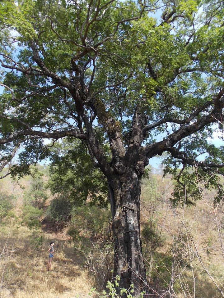 Diospyros mespiliformis