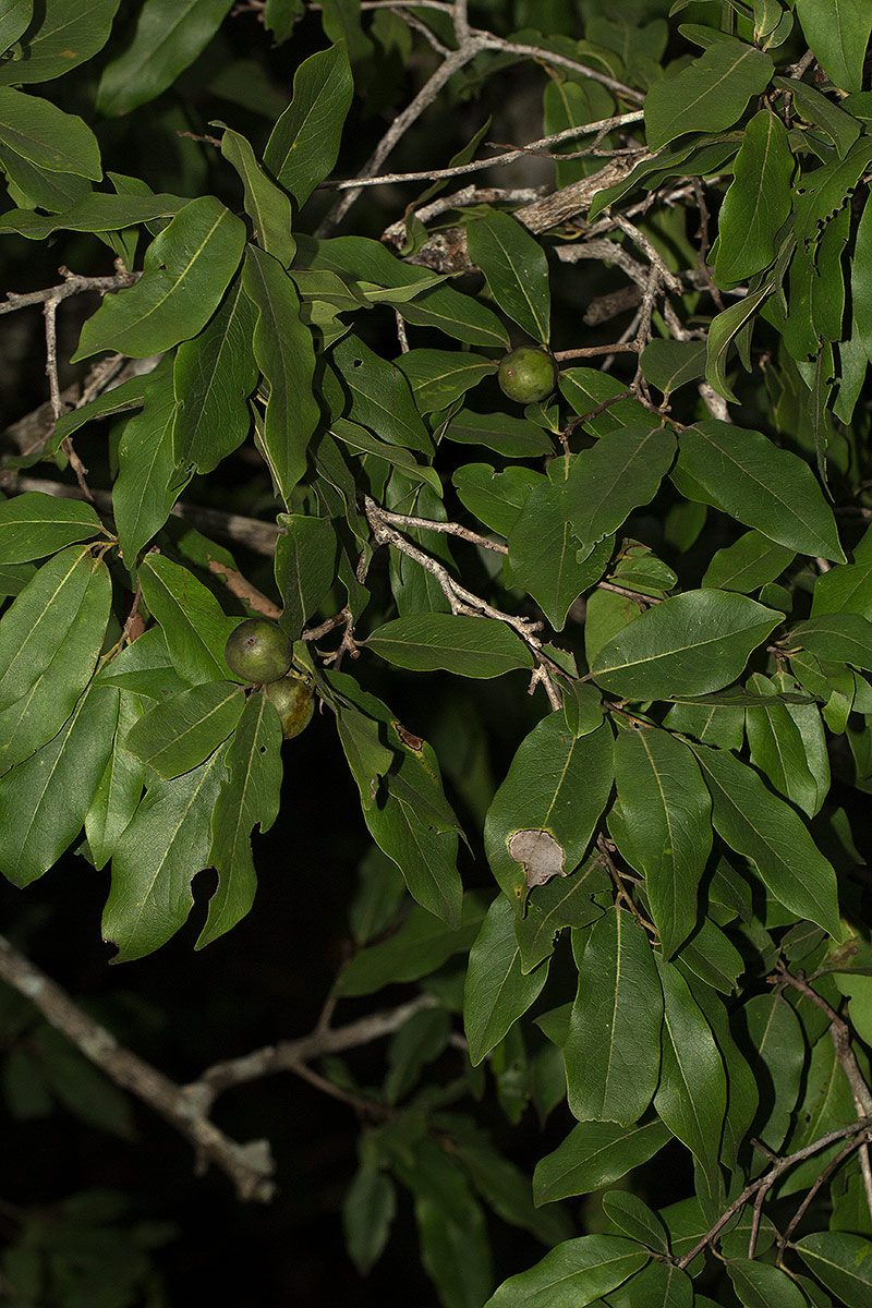 Diospyros mespiliformis