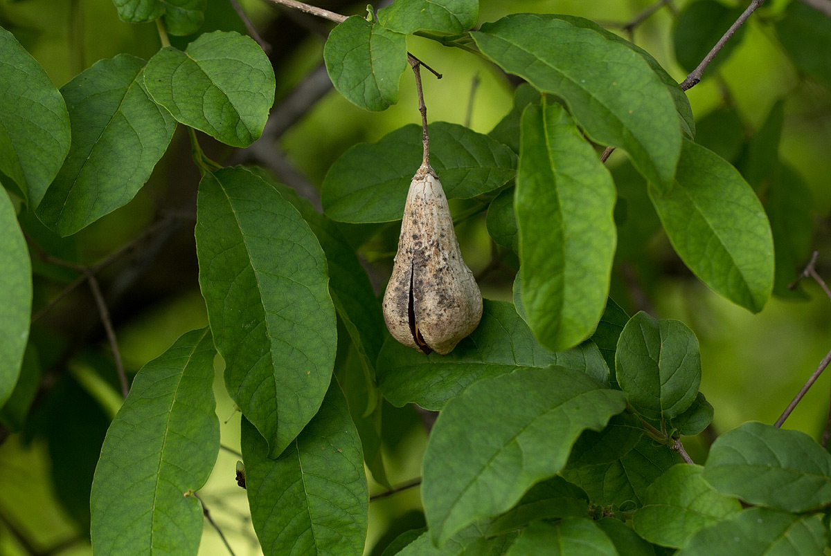 Schrebera trichoclada