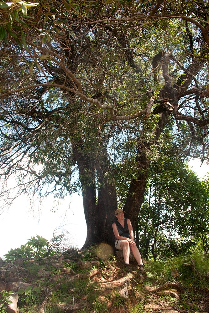 Olea europaea subsp. cuspidata