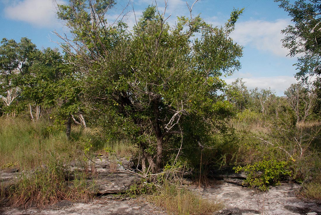 Olea europaea subsp. cuspidata