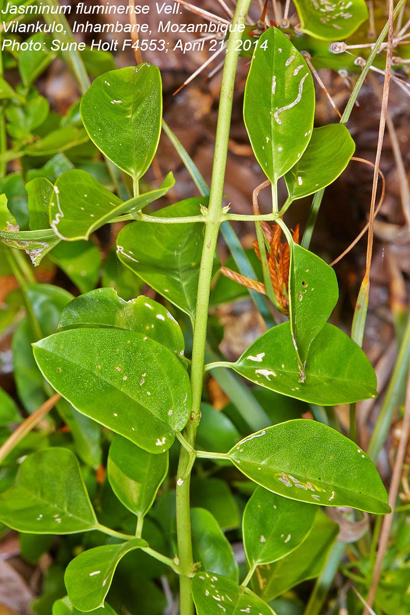 Jasminum fluminense