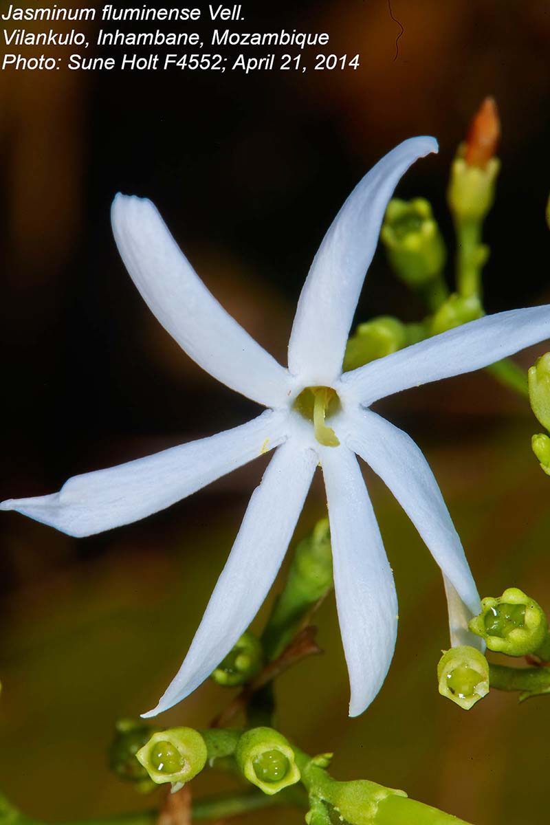 Jasminum fluminense