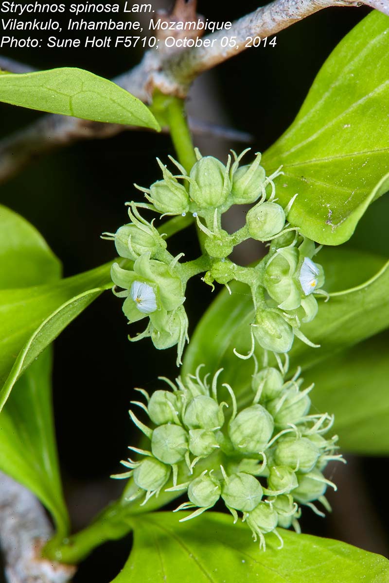 Strychnos spinosa