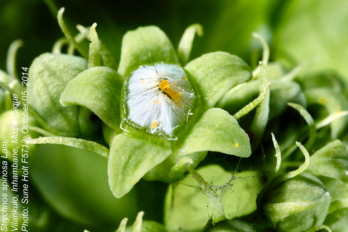 Strychnos spinosa