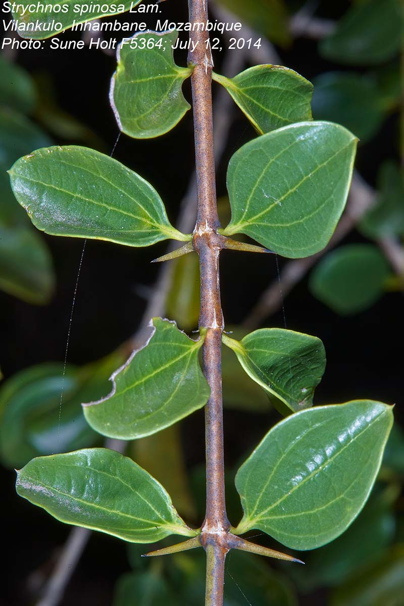 Strychnos spinosa