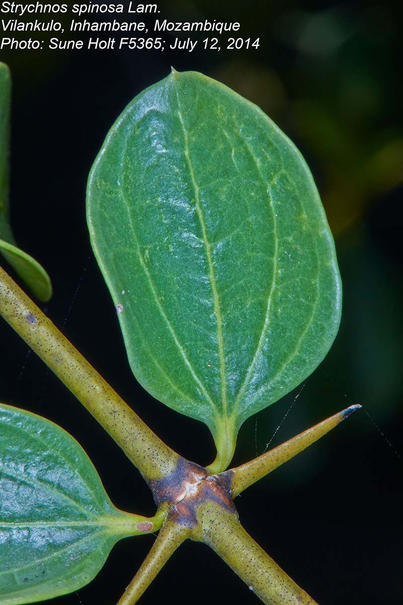 Strychnos spinosa