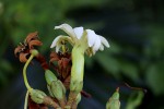 Anthocleista grandiflora