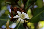 Anthocleista grandiflora