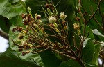 Anthocleista grandiflora