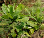 Anthocleista grandiflora