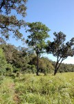 Anthocleista grandiflora