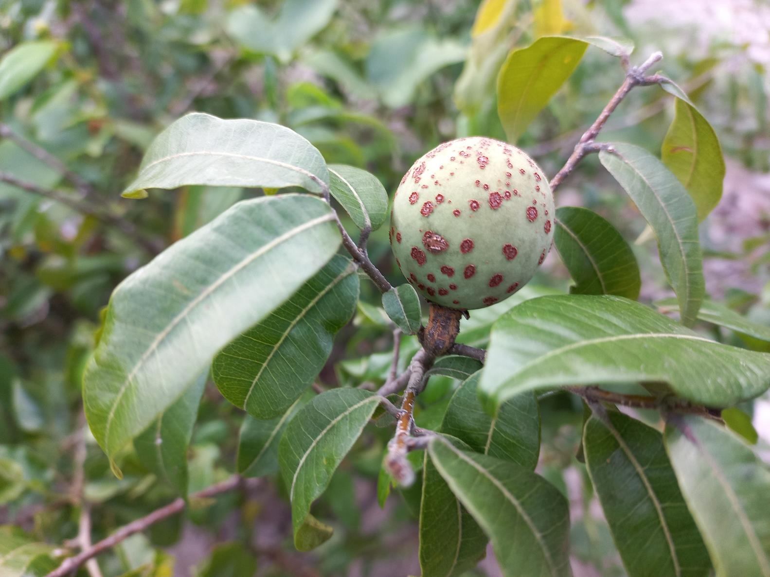 Landolphia kirkii