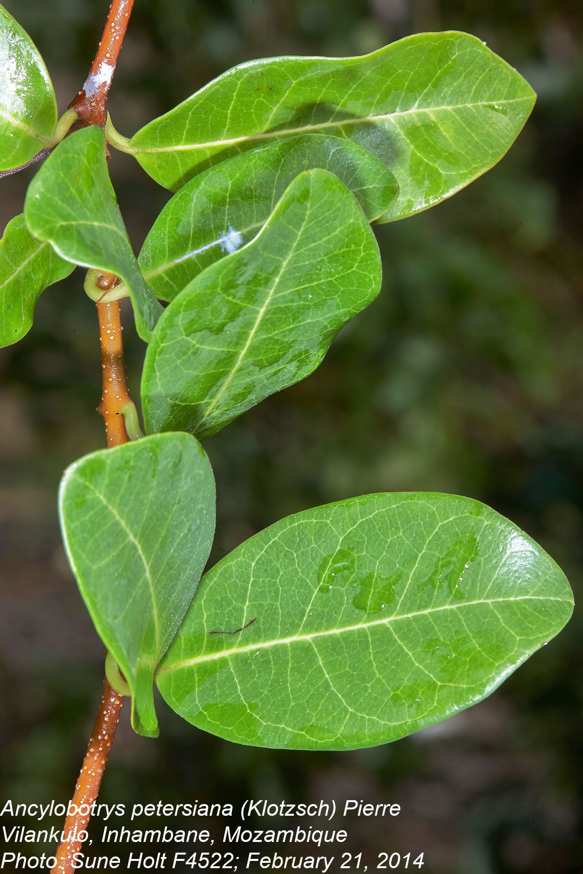 Ancylobothrys petersiana