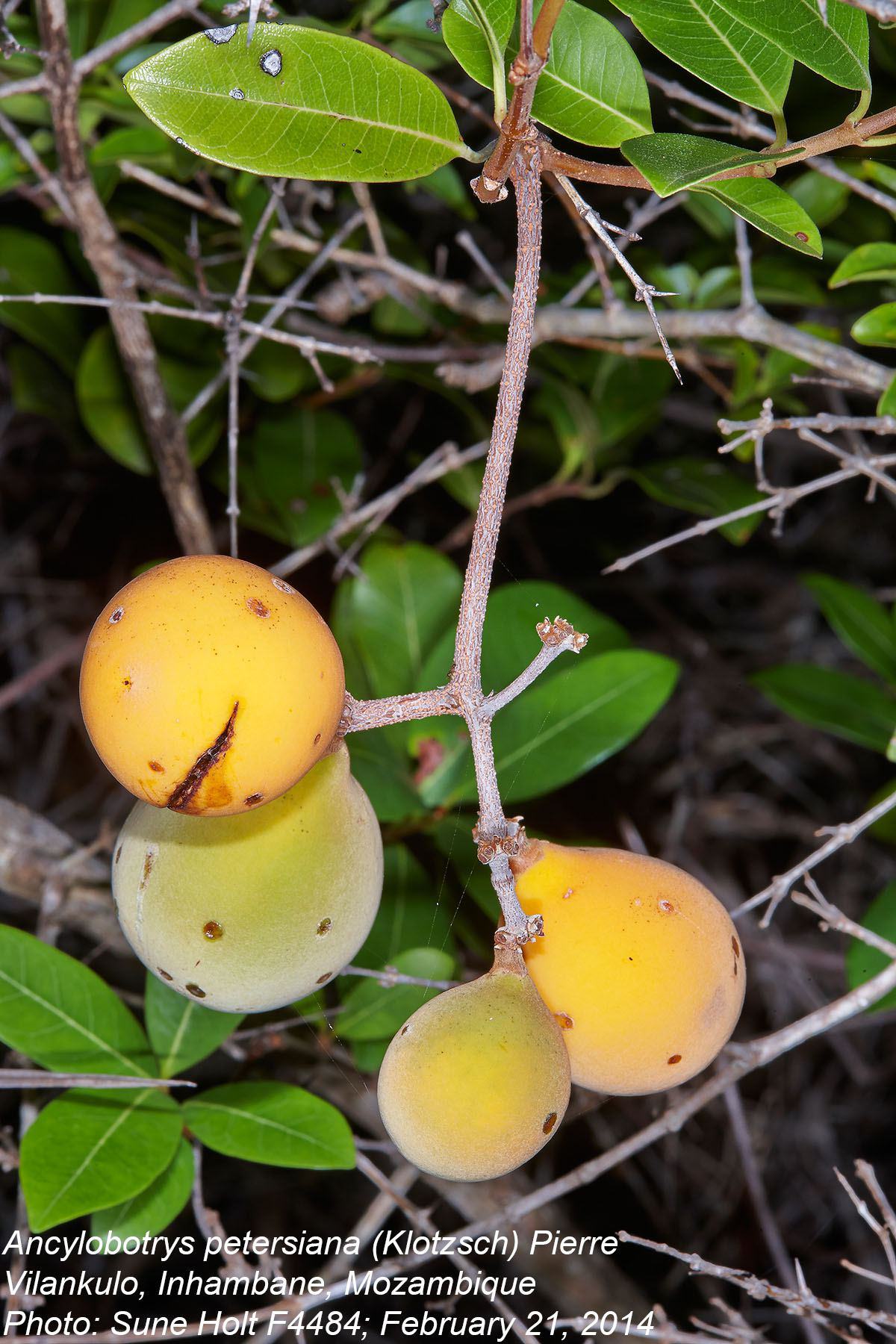 Ancylobothrys petersiana