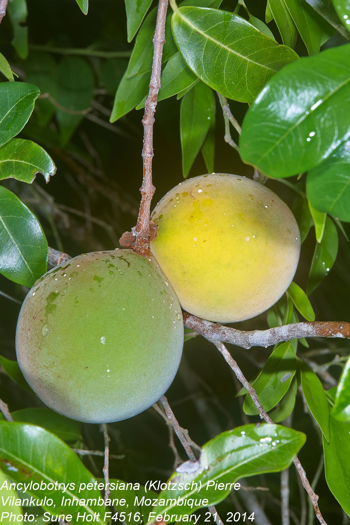 Ancylobothrys petersiana