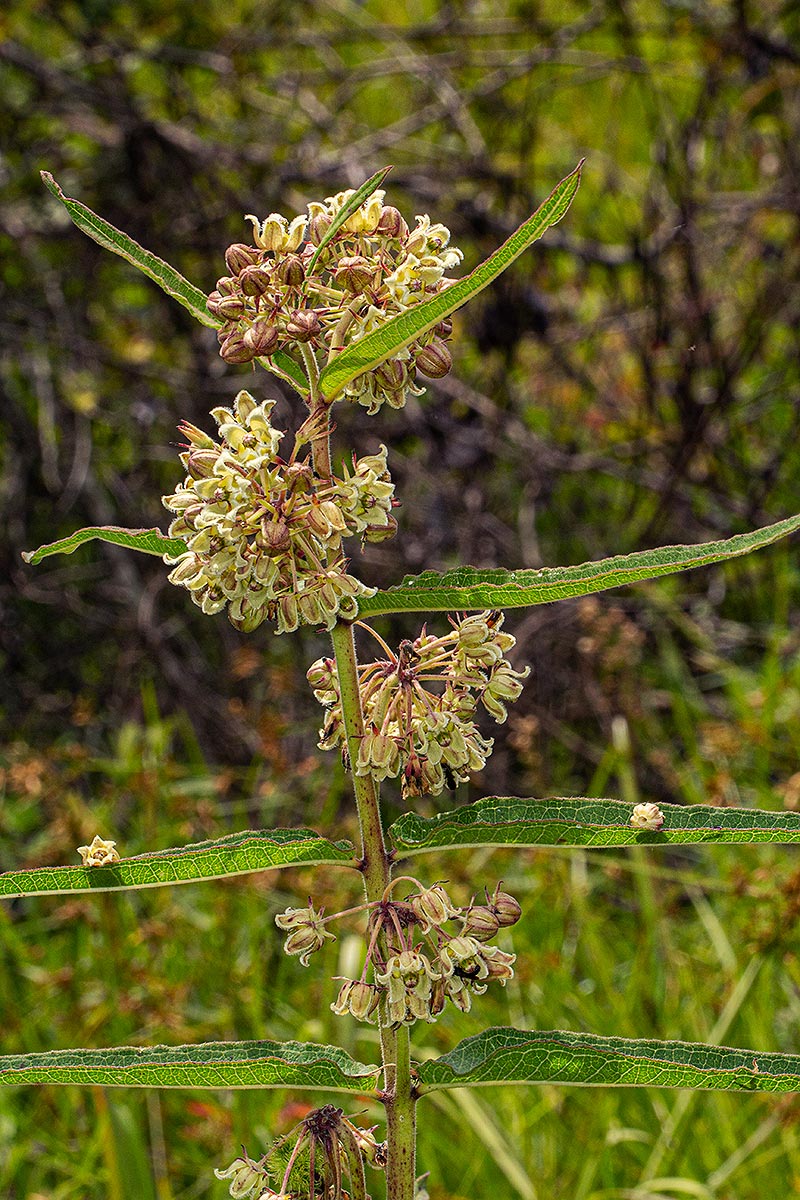 Xysmalobium undulatum