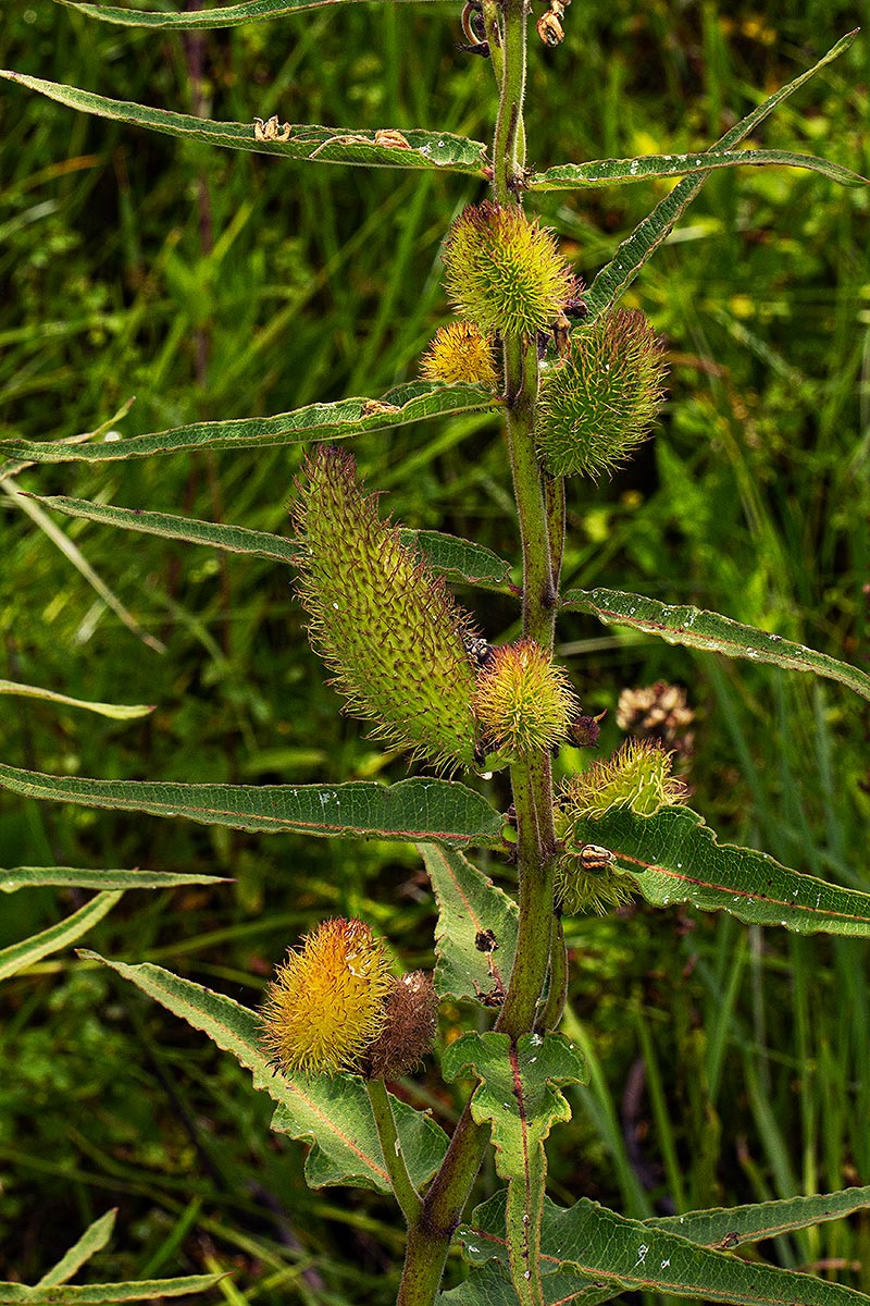 Xysmalobium undulatum