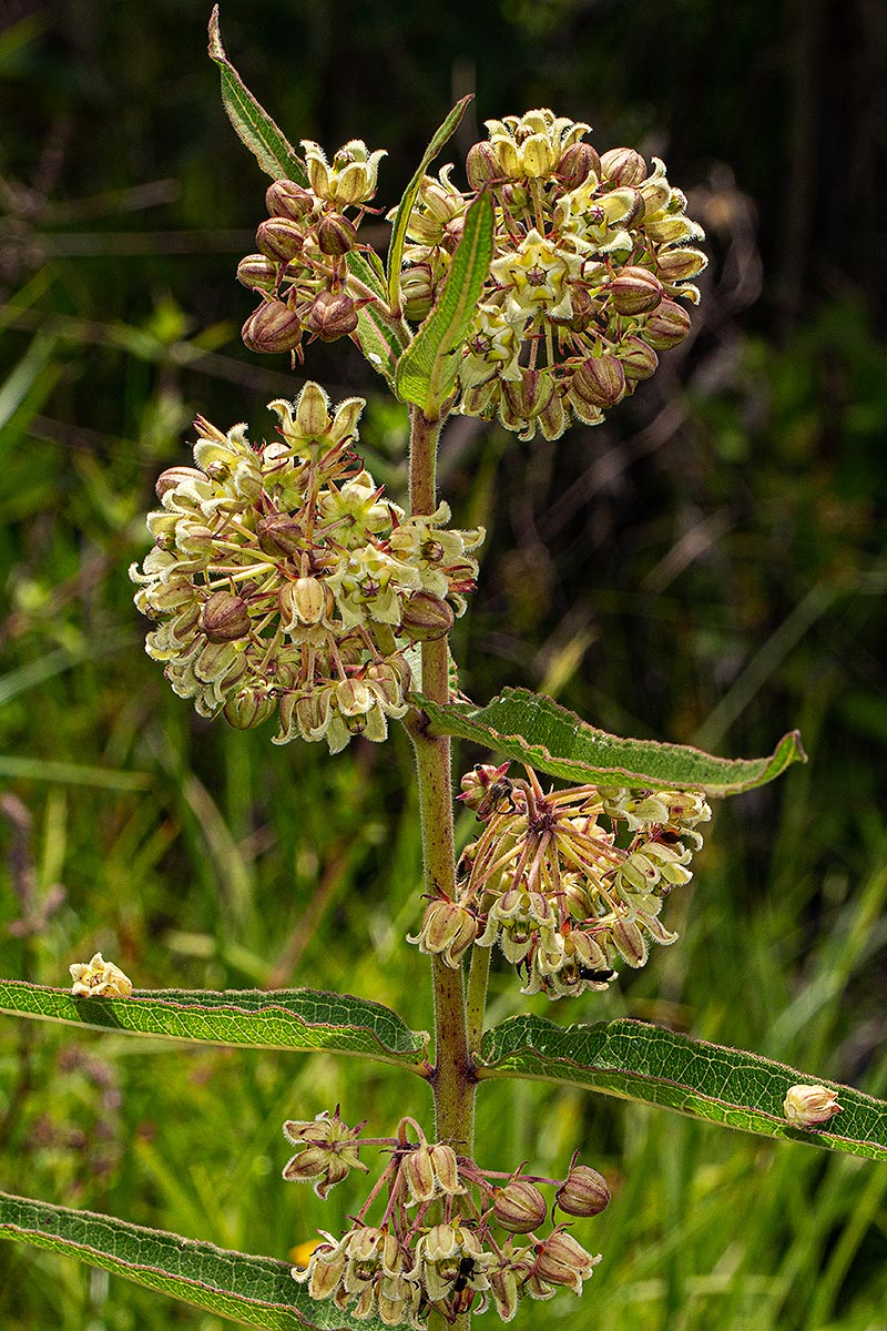 Xysmalobium undulatum