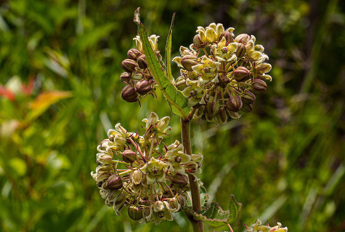 Xysmalobium undulatum