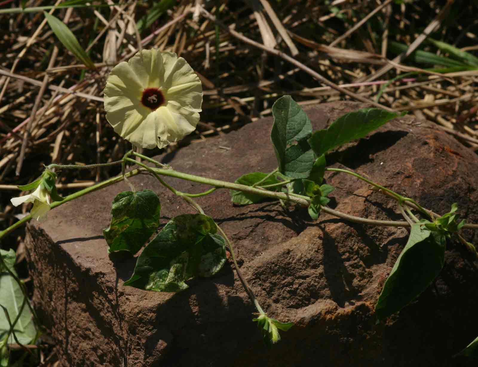 Hewittia malabarica