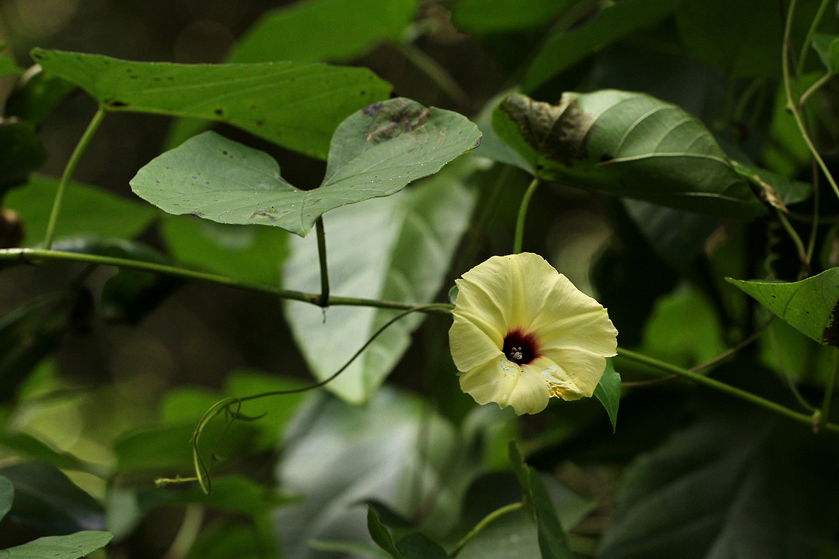 Hewittia malabarica