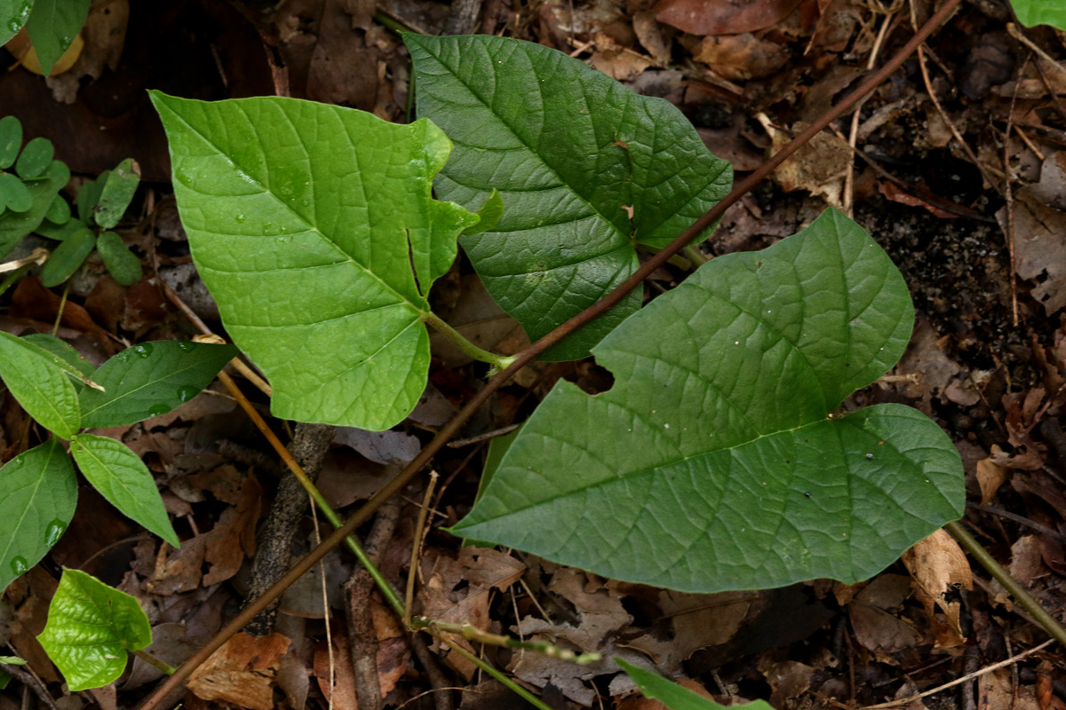 Hewittia malabarica