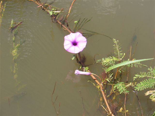 Ipomoea aquatica