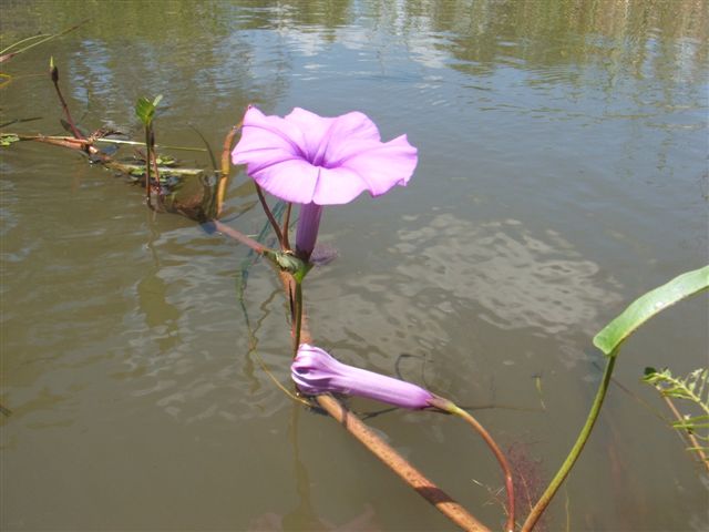 Ipomoea aquatica