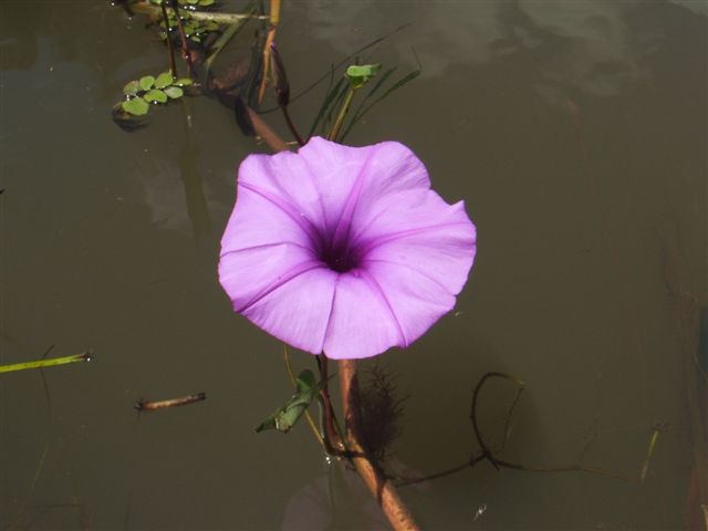 Ipomoea aquatica