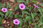 Ipomoea aquatica