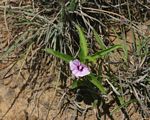 Ipomoea blepharophylla