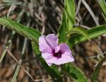 Ipomoea blepharophylla