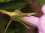 Ipomoea blepharophylla