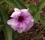 Ipomoea blepharophylla