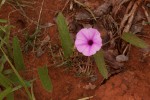 Ipomoea blepharophylla