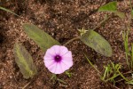 Ipomoea blepharophylla