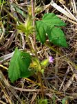 Ipomoea dichroa