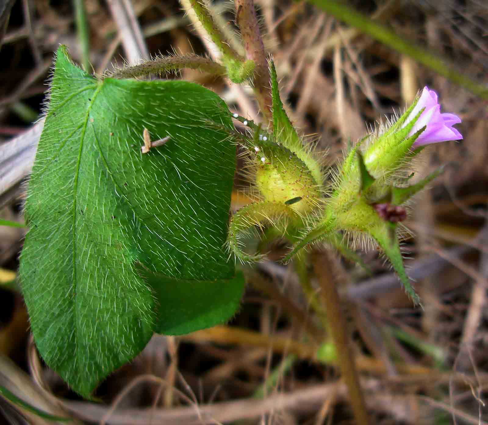 Ipomoea dichroa