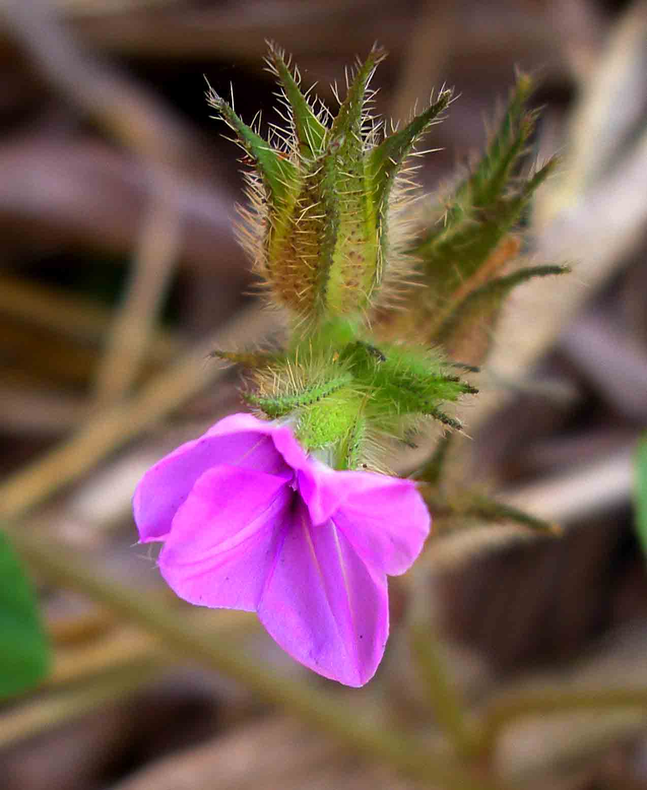 Ipomoea dichroa