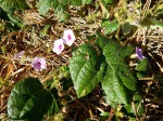 Ipomoea dichroa