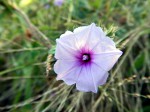 Ipomoea dichroa