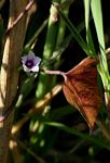 Ipomoea eriocarpa