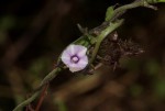 Ipomoea eriocarpa