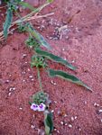 Ipomoea eriocarpa