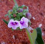 Ipomoea eriocarpa