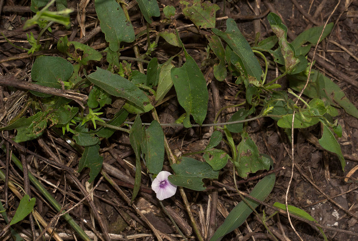 Ipomoea eriocarpa