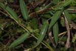 Ipomoea eriocarpa