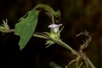 Ipomoea eriocarpa